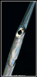 Cornetfish's Eye by Adolfo Maciocco 